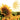 Luncheon Napkins (20) - Dusk Sunflower